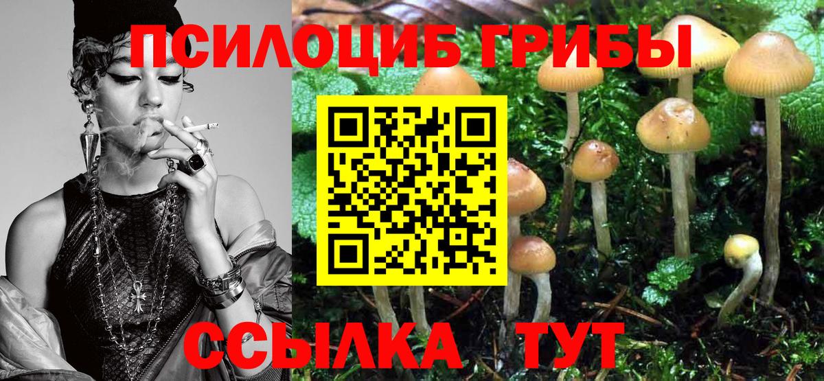 Псилоцибиновые грибы Psilocybe Смоленск